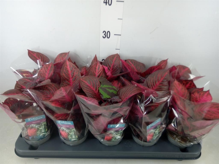 <h4>Iresine herbstii 'Rich Redstar'</h4>