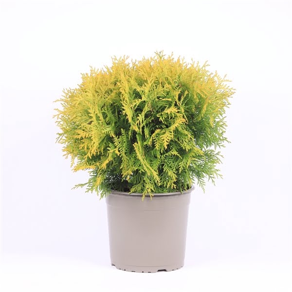 <h4>Thuja occidentalis 'Golden Globe'</h4>