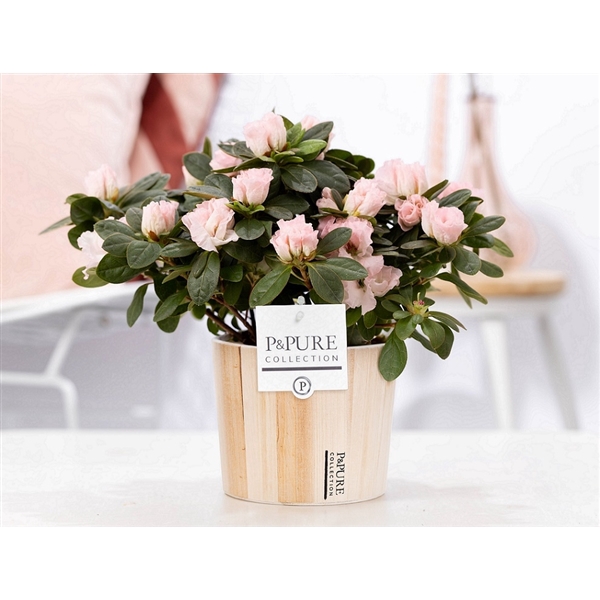 <h4>1st class Azalea pink in P&PURE Wood 5</h4>