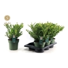 Ilex Crenata Jenny