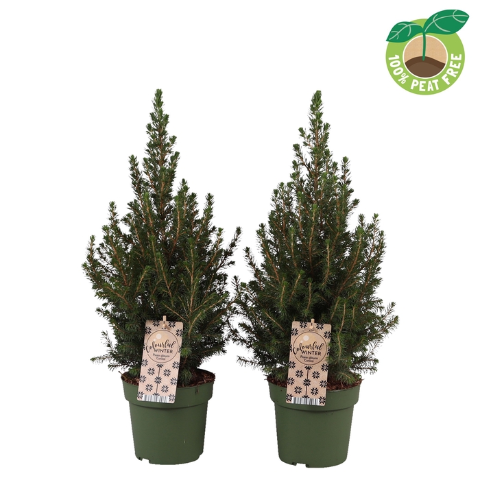 <h4>Picea Gl Conica</h4>