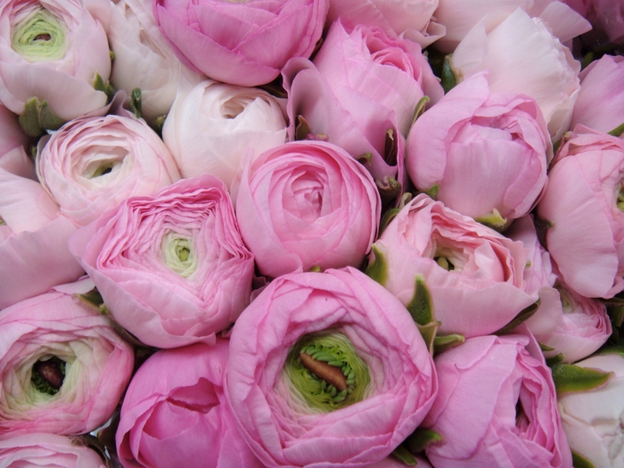 RANUNCOLI PINK