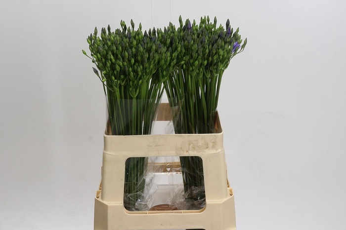 <h4>Triteleia Blues</h4>
