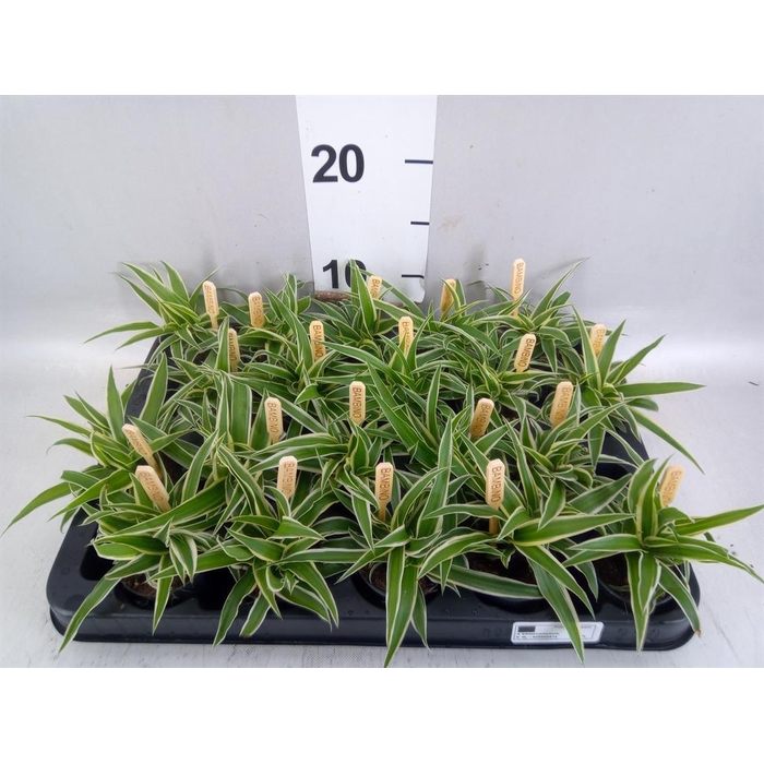 <h4>Chlorophytum com. 'Ocean'</h4>