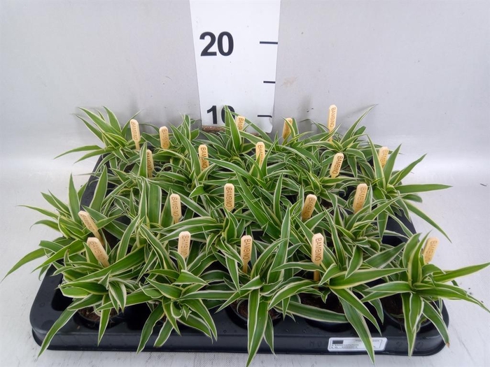 <h4>Chlorophytum com. 'Ocean'</h4>