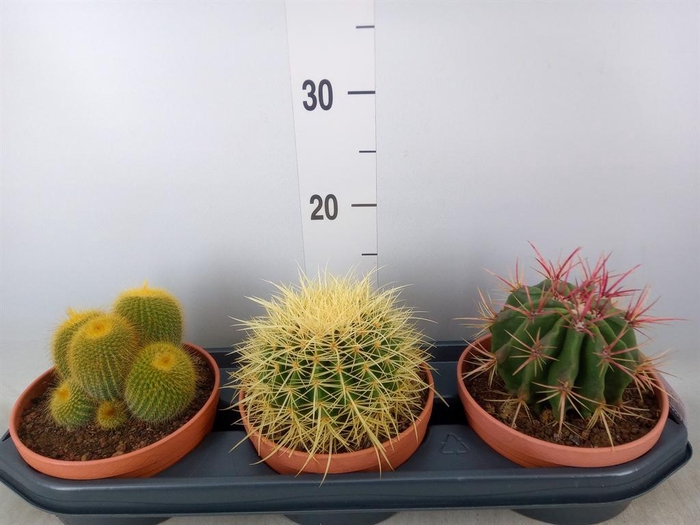 <h4>Cactus   ...</h4>