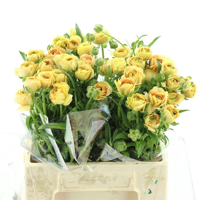 <h4>Ran Nat Moderna Miele</h4>