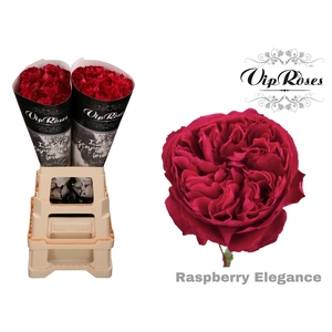 R GR RASPB ELEGANCE x 20
