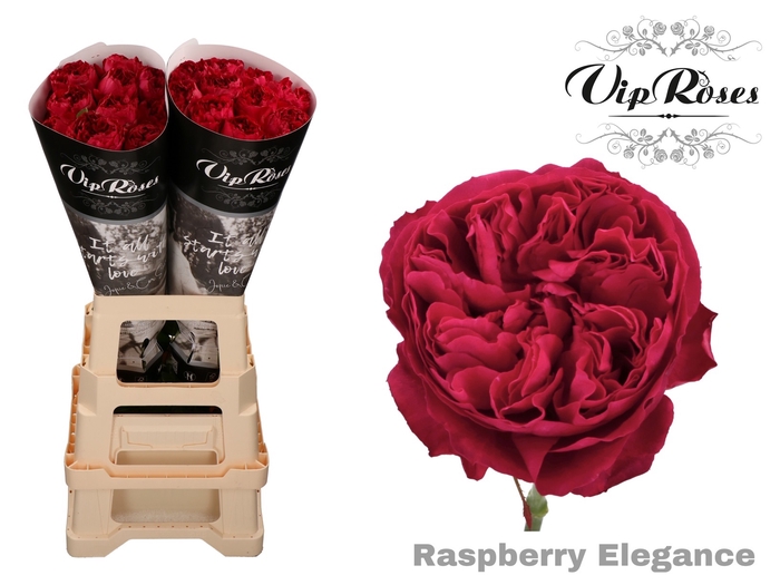 R GR RASPB ELEGANCE x 20