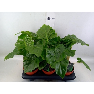 Alocasia  'Low Rider'