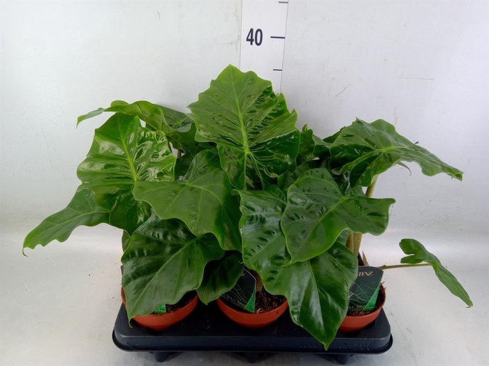 <h4>Alocasia  'Low Rider'</h4>