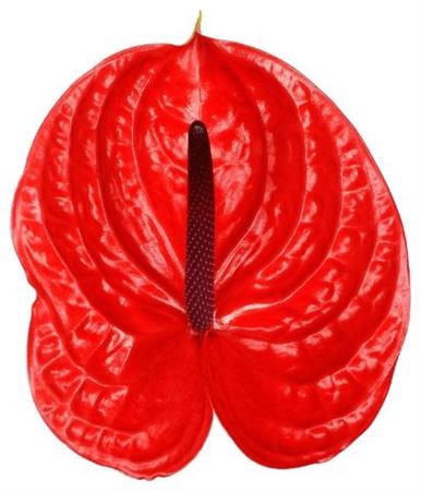 <h4>Anth Xl Impulz Long Stem</h4>