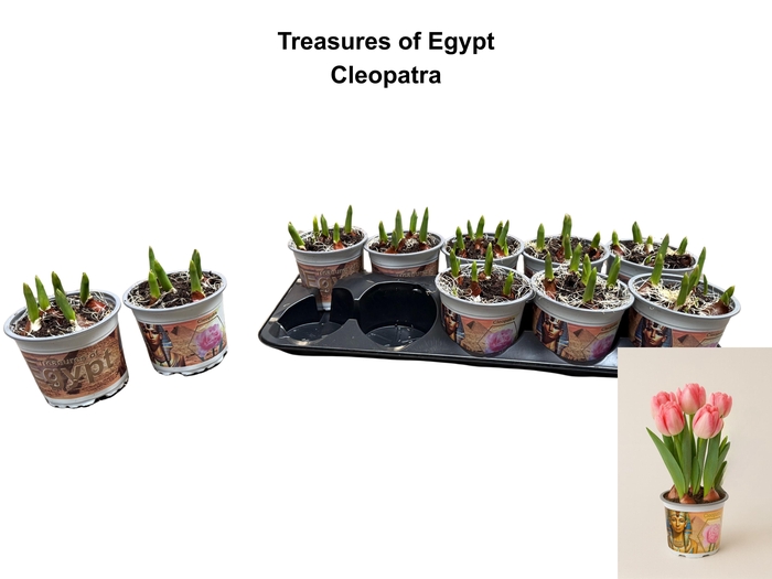 <h4>TUL DU FOXTROT</h4>