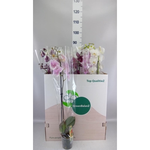 Phalaenopsis   ...mix