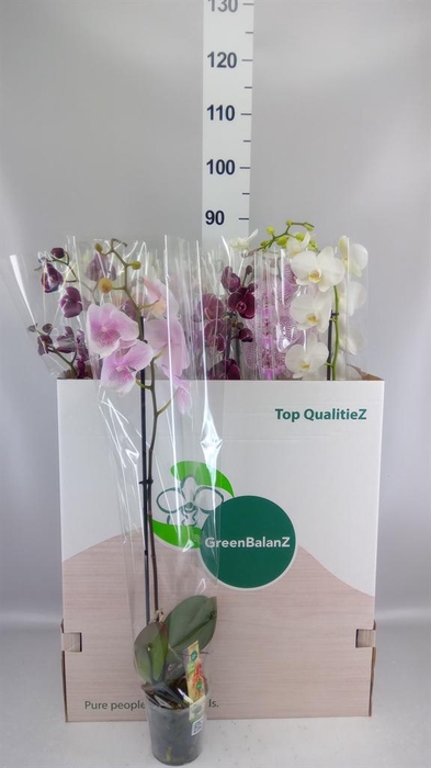 <h4>Phalaenopsis   ...mix</h4>