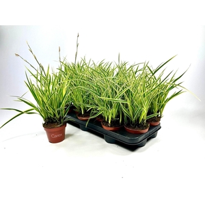 CARE MORROWII