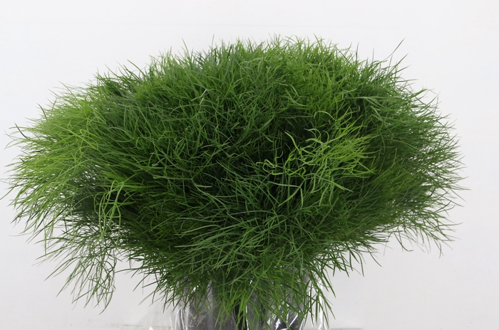 <h4>CORALLO PAUCEDANUM 200GR</h4>