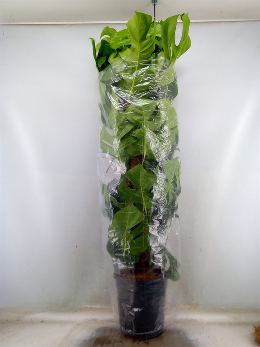 <h4>Monstera pertusum</h4>
