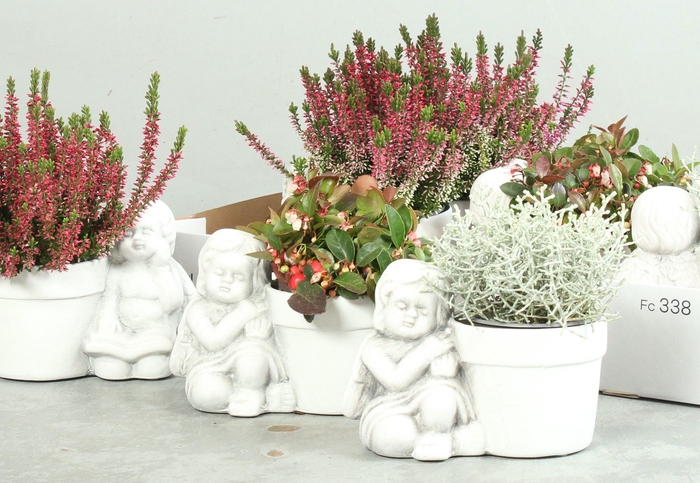 <h4>ARR TUINPLANTEN</h4>