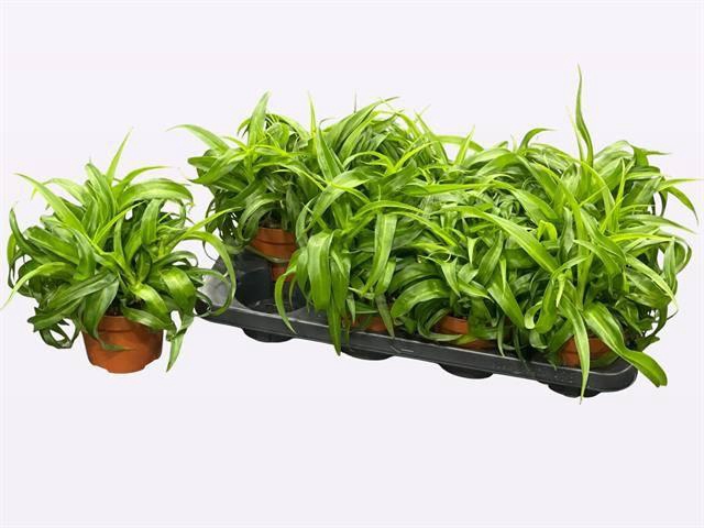 <h4>Chlor Com Gre Bonnie</h4>