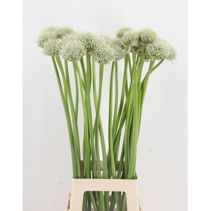 ALLIUM WHITE GIANT
