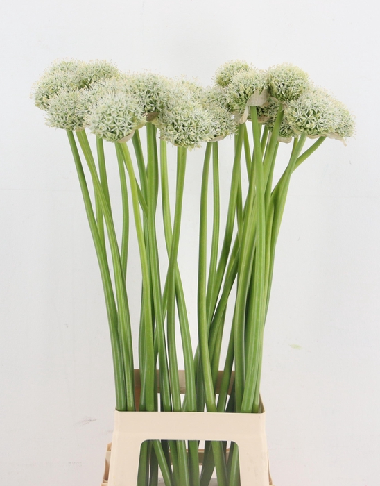 <h4>ALLIUM WHITE GIANT</h4>