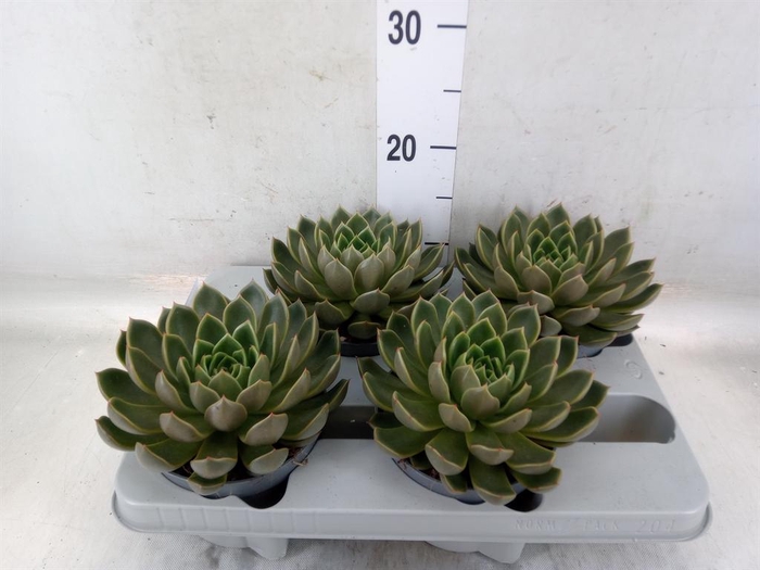 <h4>Echeveria   ...not flowering</h4>
