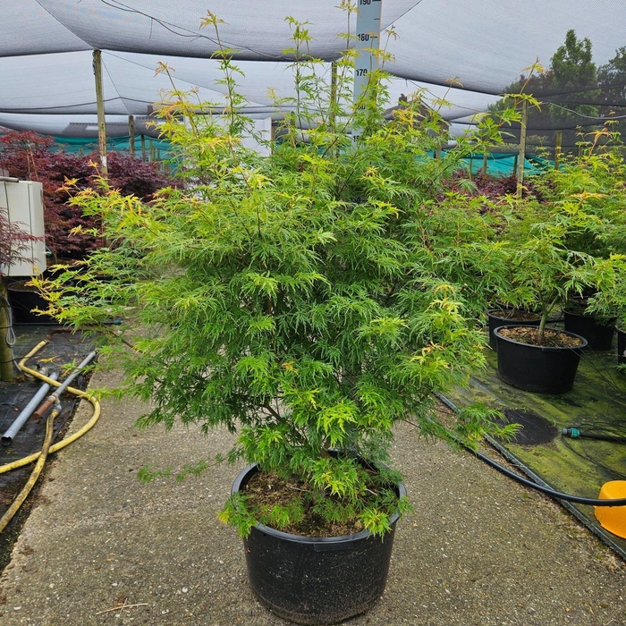 <h4>Acer palmatum Seiryu</h4>