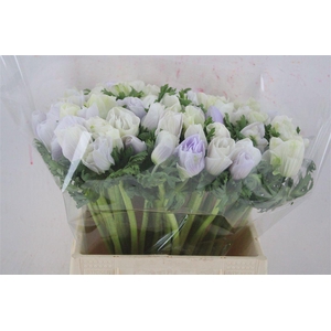 Anem Mistral Super Nebbia