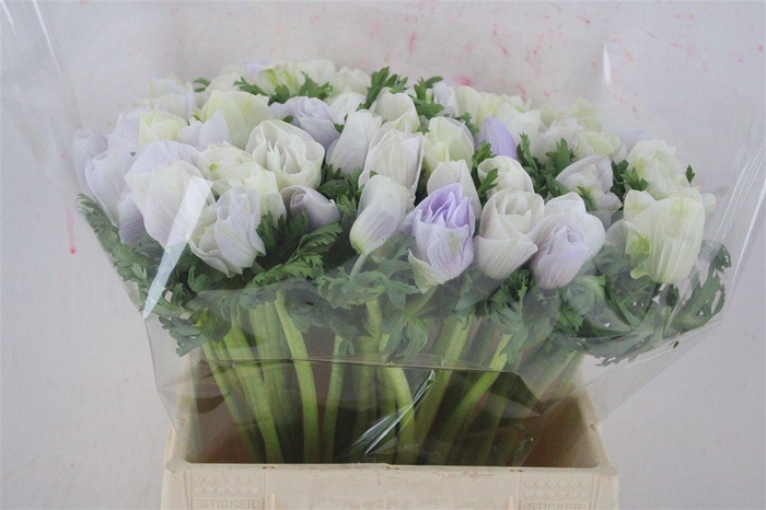 <h4>Anem Mistral Super Nebbia</h4>