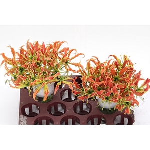 Gloriosa Sp Orange