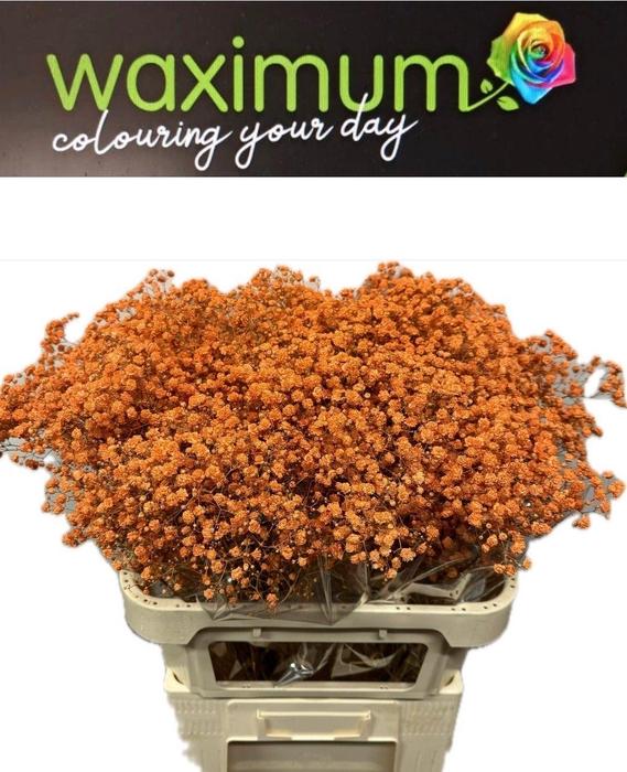 <h4>GYPS ORANJE SPRAY</h4>