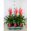 Guzmania   ...