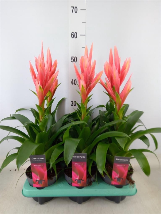 Guzmania   ...