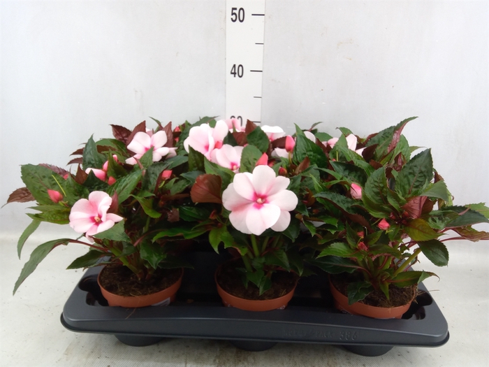 <h4>Impatiens NG 'Petticoat Cherry Blo'</h4>