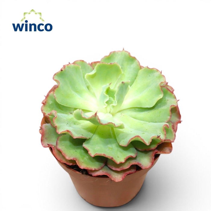 <h4>Echeveria Dorothy</h4>
