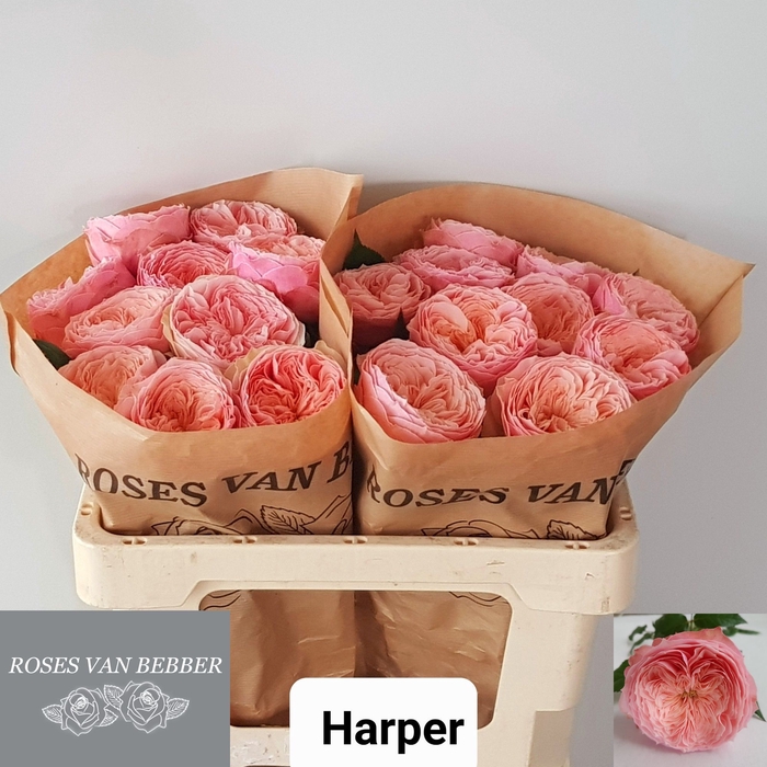 <h4>R GR HARPER!</h4>