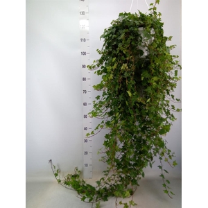 Hedera helix 'Pittsburgh'