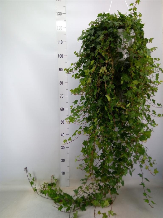 <h4>Hedera helix 'Pittsburgh'</h4>