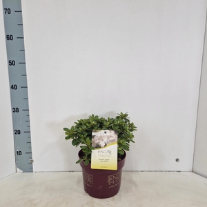Rhododendron ENCORE® Pure White ('Homlea'PBR)