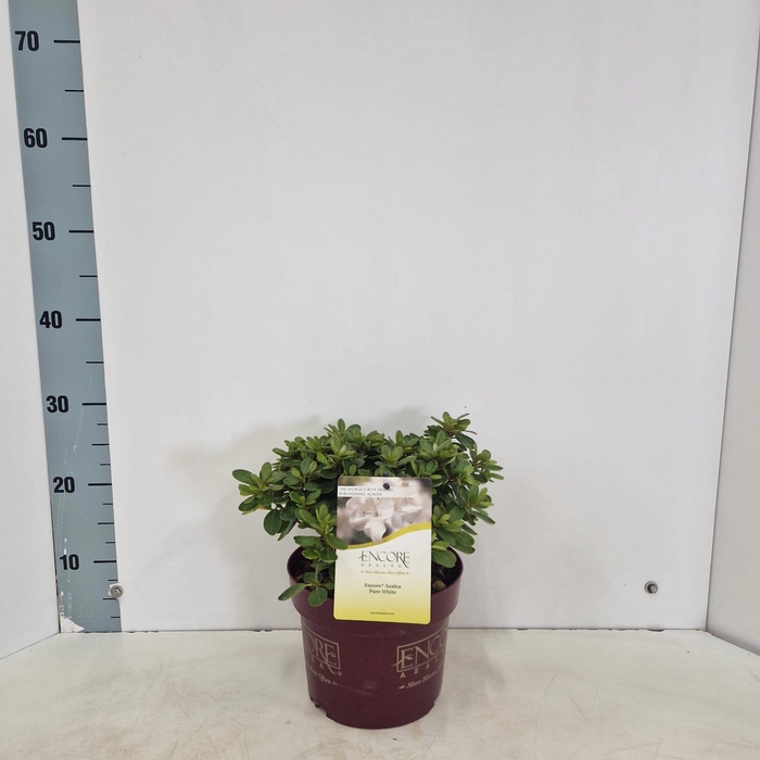<h4>Rhododendron ENCORE® Pure White ('Homlea'PBR)</h4>