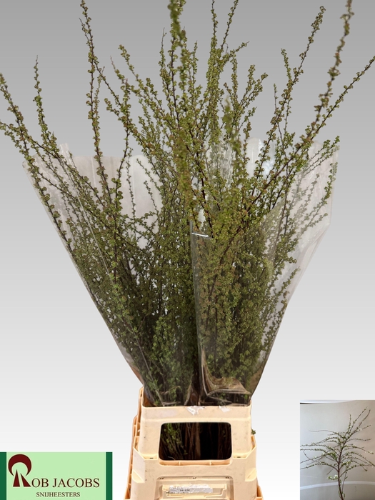 <h4>SPIR C GREFSHEIM</h4>