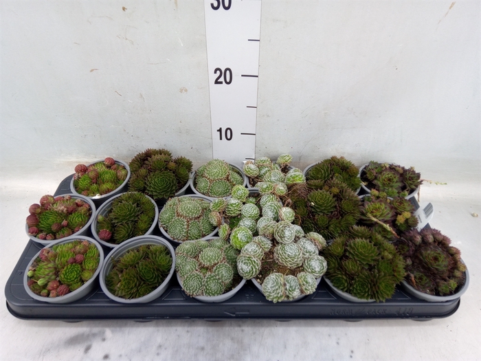 <h4>Sempervivum   ...mix</h4>