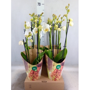 Phalaenopsis   ...white