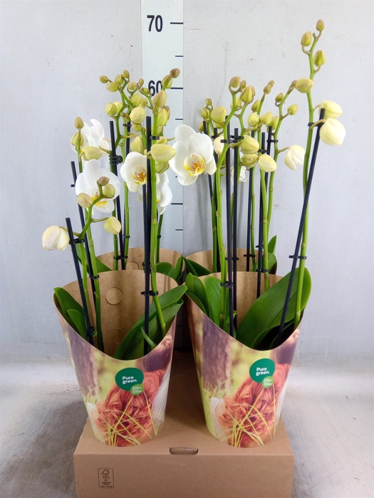 <h4>Phalaenopsis   ...white</h4>