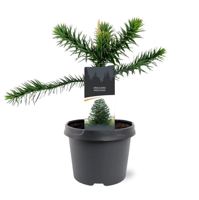 <h4>Araucaria araucana</h4>