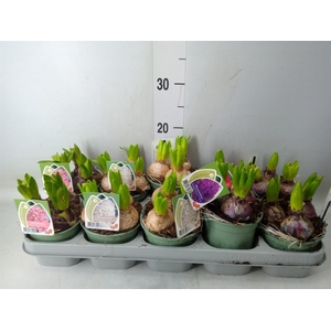 Hyacinthus orie.   ...mix 4