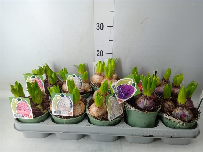 <h4>Hyacinthus orie.   ...mix 4</h4>