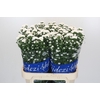 Aster Cassy