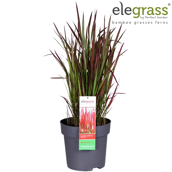 <h4>Imperata cylindrica 'Red Baron' P29</h4>